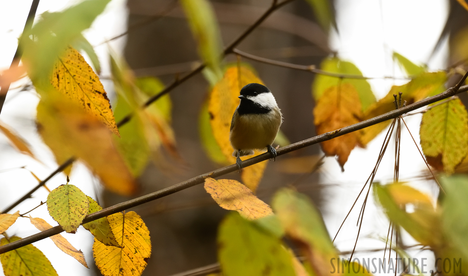 Poecile atricapillus practicus [400 mm, 1/320 Sek. bei f / 8.0, ISO 2500]